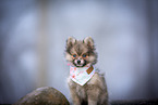 Pomsky Puppy