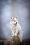 Pomsky Puppy