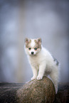 Pomsky Puppy