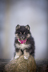 Pomsky Puppy