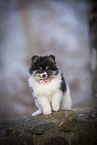 Pomsky Puppy