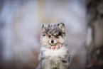 Pomsky Puppy