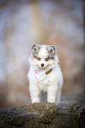 Pomsky Puppy