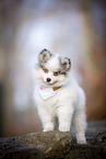 Pomsky Puppy