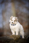 Pomsky Puppy