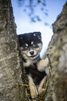 Pomsky Puppy