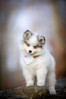 Pomsky Puppy