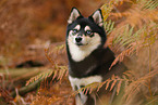 Pomsky