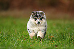 Pomsky Puppy