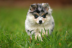 Pomsky Puppy