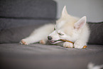 Pomsky