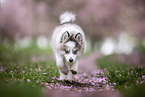 Pomsky
