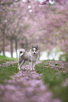 Pomsky
