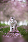 Pomsky