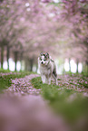 Pomsky