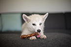 Pomsky