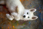 Pomsky
