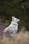 Pomsky