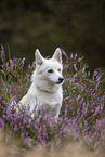 Pomsky