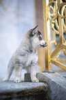 Pomsky