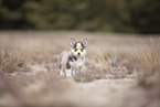 Pomsky