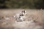 Pomsky