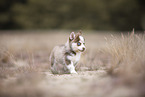 Pomsky