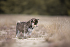 Pomsky