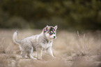Pomsky