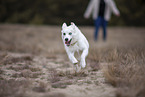 Pomsky