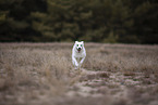 Pomsky