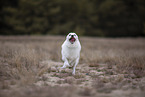 Pomsky