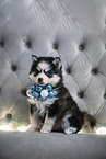 Pomsky