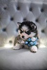 Pomsky