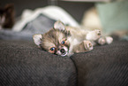 Pomsky