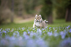 Pomsky