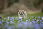 Pomsky
