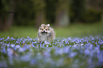 Pomsky