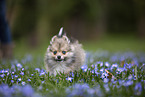 Pomsky
