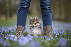 Pomsky