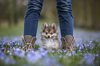 Pomsky