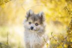 Pomsky