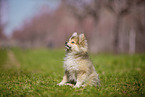 Pomsky