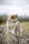 Pomsky