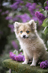 Pomsky