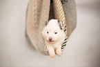 Pomsky