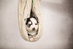 Pomsky