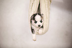 Pomsky