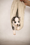 Pomsky