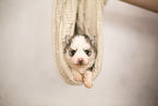 Pomsky